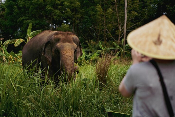 Halbtägiges Elefantenhaus-Schutzgebiet auf Samui | wizardtrip