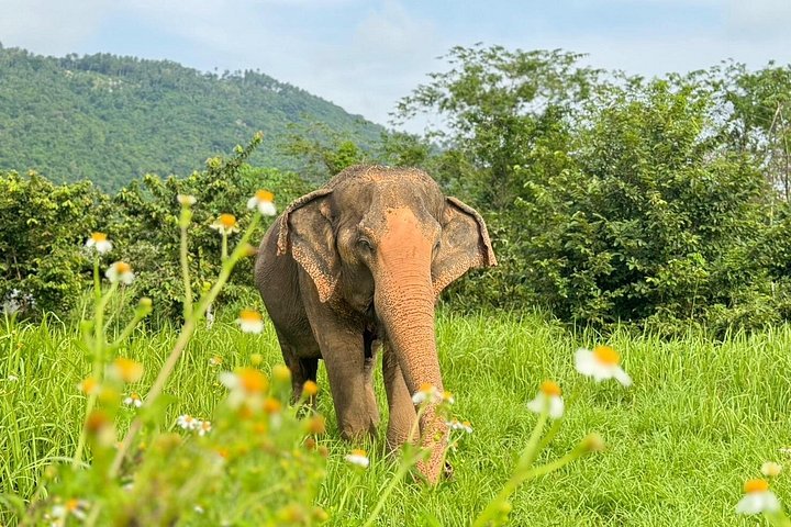 Observe elefantes em seu habitat natural durante uma visita de meio dia a um santuário em Koh Samui, Tailândia, foto 6 | wizardtrip
