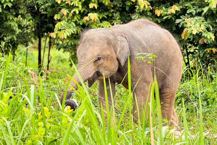 Observe elefantes em seu habitat natural durante uma visita de meio dia a um santuário em Koh Samui, Tailândia, foto 7 | wizardtrip