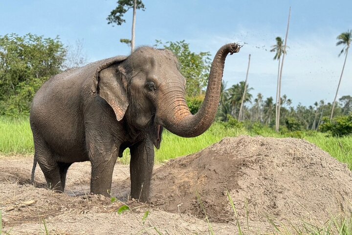 Observe elefantes em seu habitat natural durante uma visita de meio dia a um santuário em Koh Samui, Tailândia, foto 8 | wizardtrip