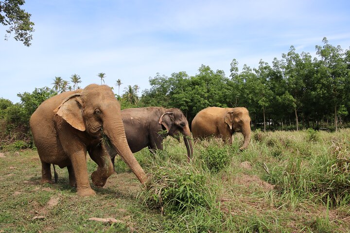 Observe elefantes em seu habitat natural durante uma visita de meio dia a um santuário em Koh Samui, Tailândia, foto 9 | wizardtrip