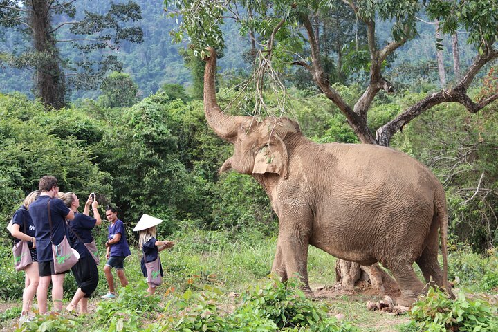 Observe elefantes em seu habitat natural durante uma visita de meio dia a um santuário em Koh Samui, Tailândia, foto 10 | wizardtrip