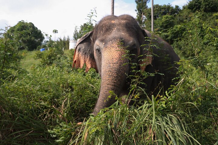 Observe elefantes em seu habitat natural durante uma visita de meio dia a um santuário em Koh Samui, Tailândia, foto 11 | wizardtrip