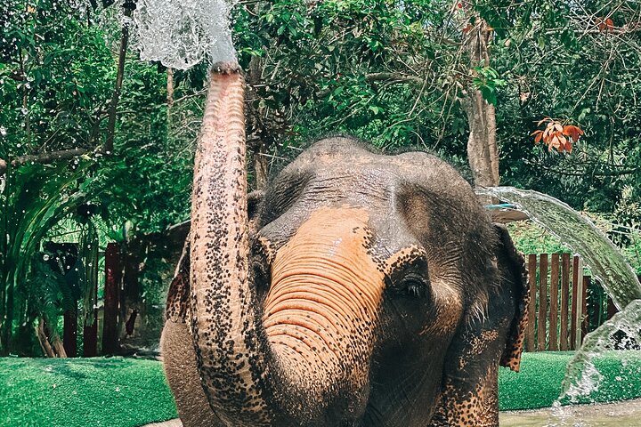 Observe elefantes em seu habitat natural durante uma visita de meio dia a um santuário em Koh Samui, Tailândia, foto 12 | wizardtrip