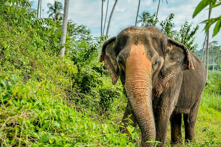 Observe elefantes em seu habitat natural durante uma visita de meio dia a um santuário em Koh Samui, Tailândia, foto 13 | wizardtrip