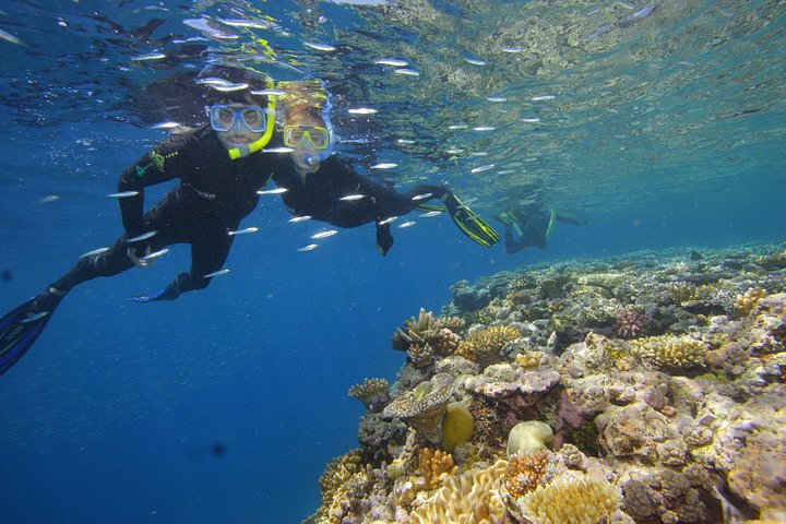 Luxuskreuzfahrt zum Great Barrier Reef zum Schnorcheln und Tauchen, Foto 8 | wizardtrip
