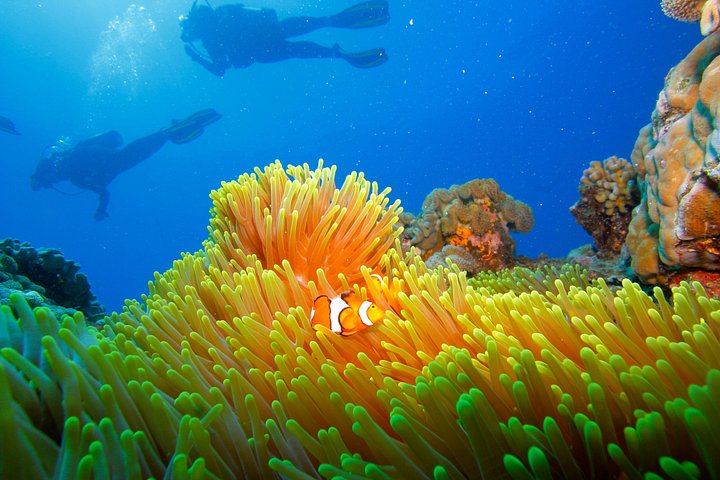 Luxuskreuzfahrt zum Great Barrier Reef zum Schnorcheln und Tauchen, Foto 9 | wizardtrip