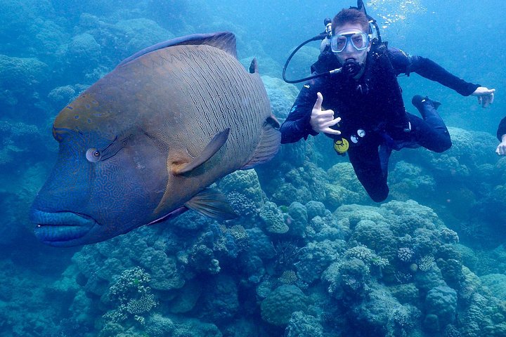 Luxuskreuzfahrt zum Great Barrier Reef zum Schnorcheln und Tauchen, Foto 10 | wizardtrip
