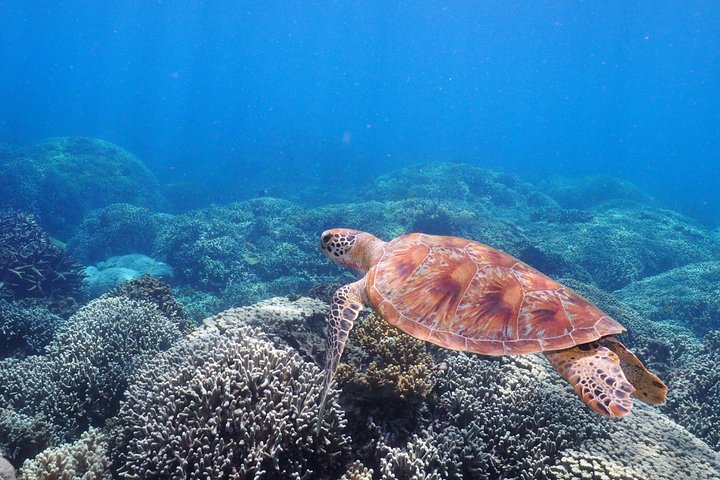 Luxuskreuzfahrt zum Great Barrier Reef zum Schnorcheln und Tauchen, Foto 11 | wizardtrip