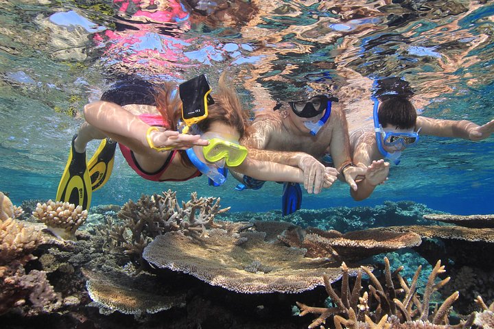 Luxuskreuzfahrt zum Great Barrier Reef zum Schnorcheln und Tauchen, Foto 12 | wizardtrip