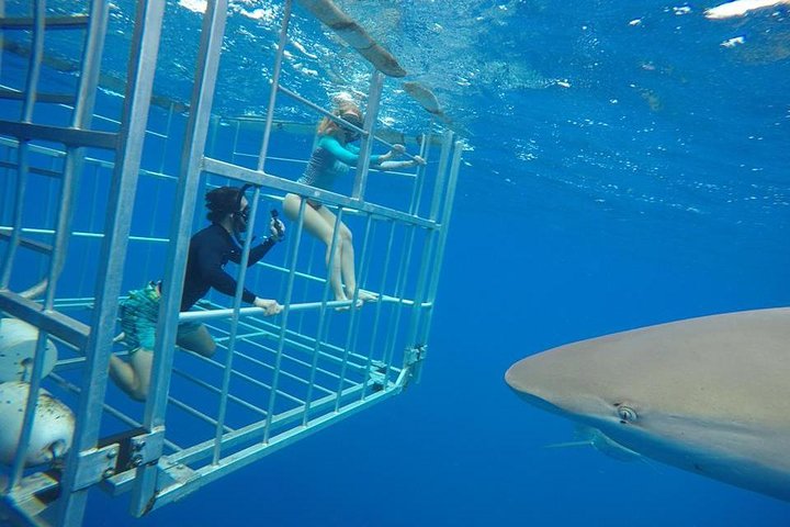 Plongée avec requins à Oahu, North Shore | wizardtrip