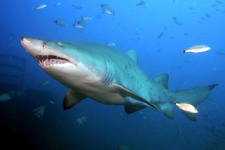 Hai-Taucher-Abenteuer an Oahus North Shore, Hawaii, mit Käfigbeobachtung, Foto 6 | wizardtrip