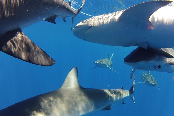 Hai-Taucher-Abenteuer an Oahus North Shore, Hawaii, mit Käfigbeobachtung, Foto 7 | wizardtrip