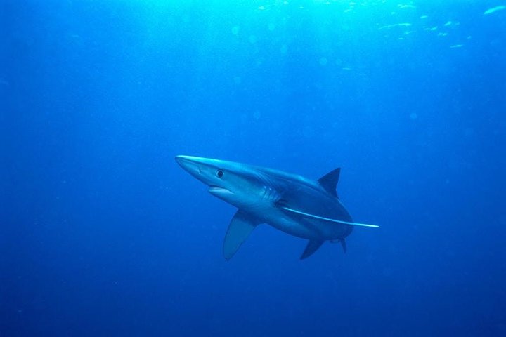Hai-Taucher-Abenteuer an Oahus North Shore, Hawaii, mit Käfigbeobachtung, Foto 8 | wizardtrip