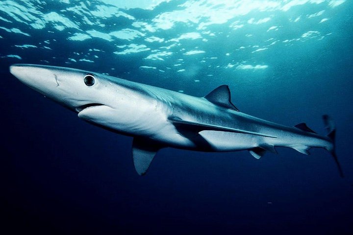 Hai-Taucher-Abenteuer an Oahus North Shore, Hawaii, mit Käfigbeobachtung, Foto 9 | wizardtrip