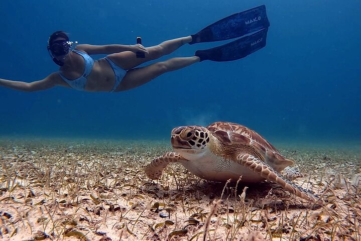 Privat Aruba skildpadde snorklingtur med professionel undervandsvideooptagelse, foto 2 | wizardtrip