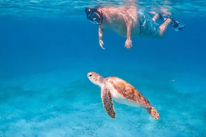 Privat Aruba skildpadde snorklingtur med professionel undervandsvideooptagelse, foto 3 | wizardtrip