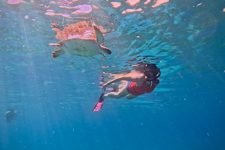 Privat Aruba skildpadde snorklingtur med professionel undervandsvideooptagelse, foto 4 | wizardtrip