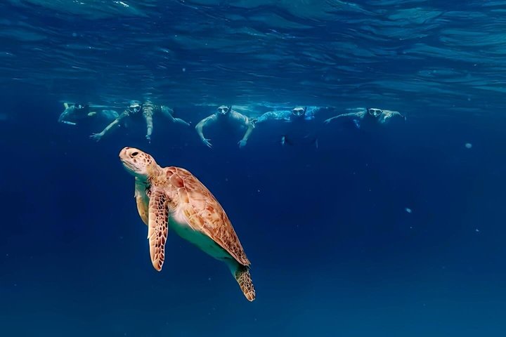 Privat Aruba skildpadde snorklingtur med professionel undervandsvideooptagelse, foto 7 | wizardtrip
