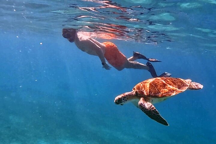 Privat Aruba skildpadde snorklingtur med professionel undervandsvideooptagelse, foto 10 | wizardtrip