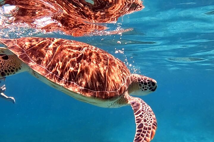 Privat Aruba skildpadde snorklingtur med professionel undervandsvideooptagelse, foto 13 | wizardtrip