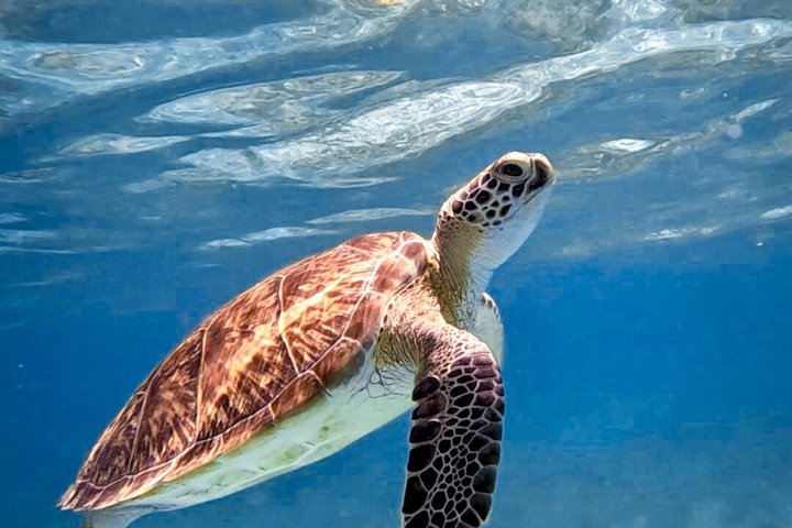 Privat Aruba skildpadde snorklingtur med professionel undervandsvideooptagelse, foto 14 | wizardtrip