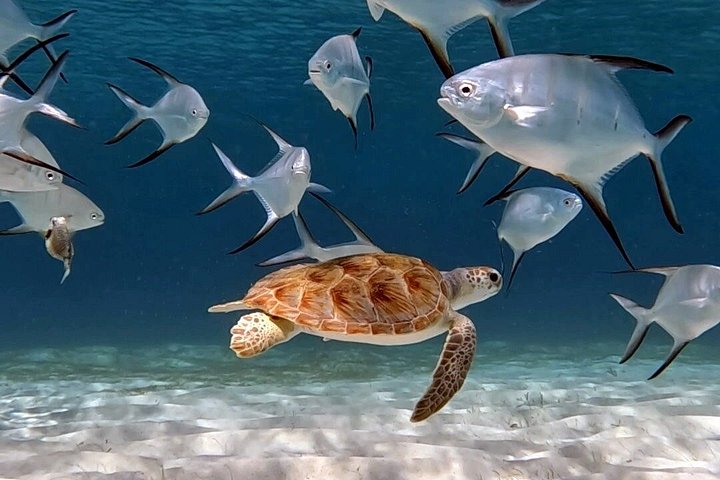 Privat Aruba skildpadde snorklingtur med professionel undervandsvideooptagelse, foto 15 | wizardtrip