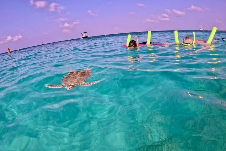 Privat Aruba skildpadde snorklingtur med professionel undervandsvideooptagelse, foto 17 | wizardtrip