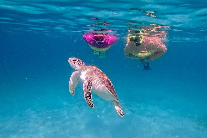 Privat Aruba skildpadde snorklingtur med professionel undervandsvideooptagelse, foto 18 | wizardtrip