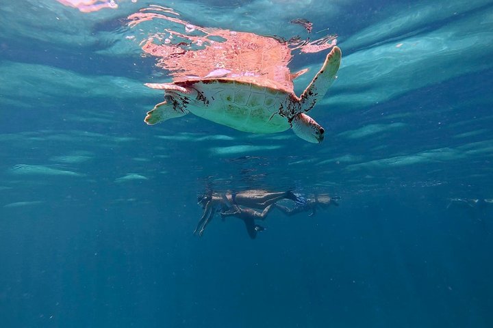 Privat Aruba skildpadde snorklingtur med professionel undervandsvideooptagelse, foto 20 | wizardtrip