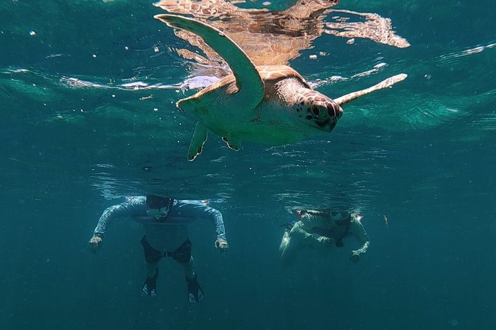Privat Aruba skildpadde snorklingtur med professionel undervandsvideooptagelse, foto 21 | wizardtrip