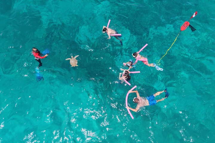 Privat Aruba skildpadde snorklingtur med professionel undervandsvideooptagelse, foto 23 | wizardtrip