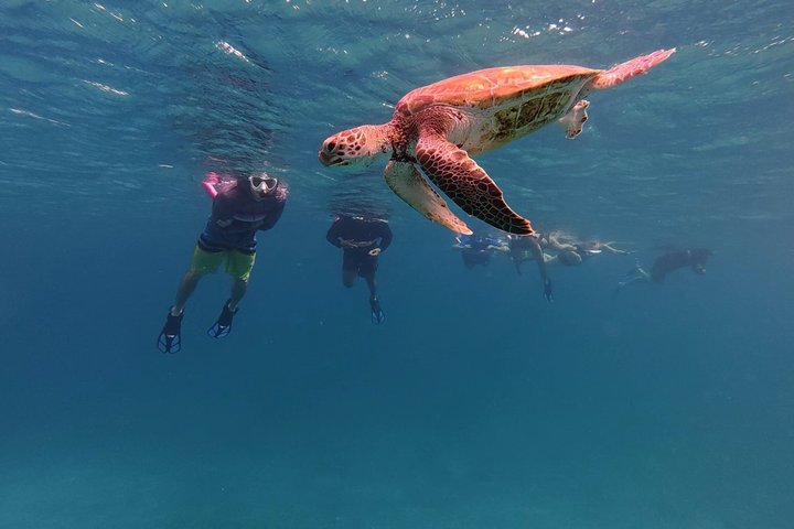 Privat Aruba skildpadde snorklingtur med professionel undervandsvideooptagelse, foto 25 | wizardtrip