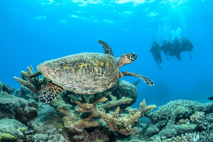 Snorkel- en duikcruise op het Great Barrier Reef vanuit Cairns, Australië, foto 13 | wizardtrip