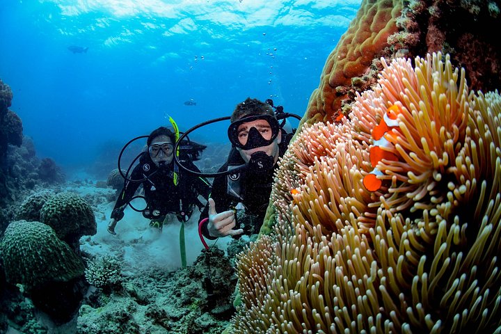 Heldagskryssning till revet och naturskön helikoptertur över Stora barriärrevet från Cairns, foto 7 | wizardtrip