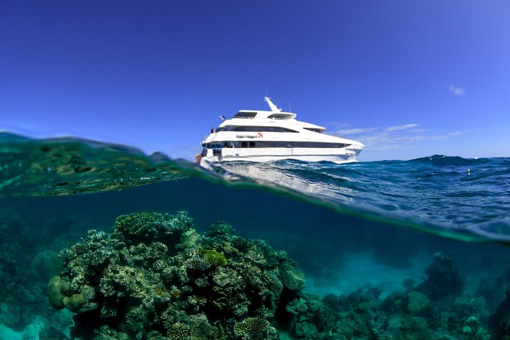 Heldagskryssning till revet och naturskön helikoptertur över Stora barriärrevet från Cairns, foto 12 | wizardtrip