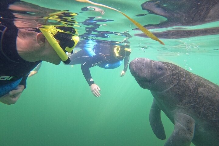 Snorkelen met zeekoeien in kleine groepen in Crystal River, Florida, met inbegrepen foto's en uitrusting, foto 6 | wizardtrip