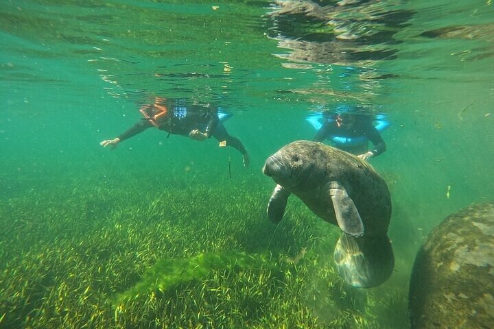 Snorkelen met zeekoeien in kleine groepen in Crystal River, Florida, met inbegrepen foto's en uitrusting, foto 8 | wizardtrip