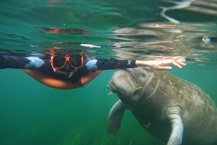 Snorkelen met zeekoeien in kleine groepen in Crystal River, Florida, met inbegrepen foto's en uitrusting, foto 13 | wizardtrip