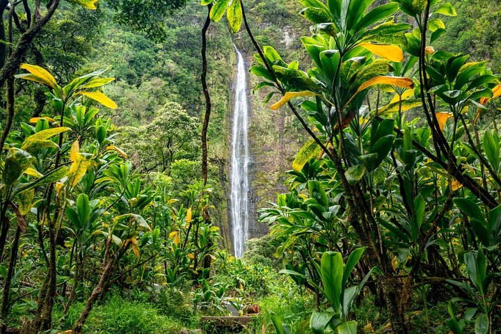 Private VIP-Tour entlang Mauis malerischer Road to Hana mit Wasserfällen, Stränden und üppigen Landschaften, Foto 19 | wizardtrip