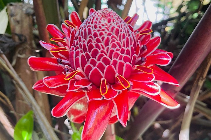 Private VIP-Tour entlang Mauis malerischer Road to Hana mit Wasserfällen, Stränden und üppigen Landschaften, Foto 46 | wizardtrip