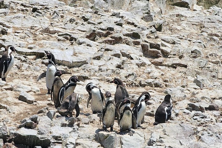 Eksklusiv dagstur fra Lima til Paracas og Huacachina med ørkenoplevelser, dyreliv og solnedgangs-picnic, foto 16 | wizardtrip