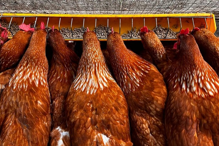Learn authentic Thai cooking and visit an organic farm in Koh Samui, photo 10 | wizardtrip
