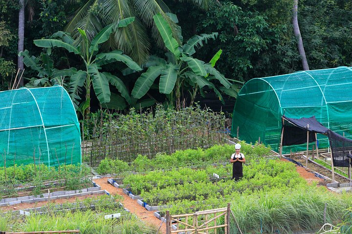 Learn authentic Thai cooking and visit an organic farm in Koh Samui, photo 15 | wizardtrip