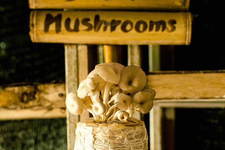 Learn authentic Thai cooking and visit an organic farm in Koh Samui, photo 17 | wizardtrip