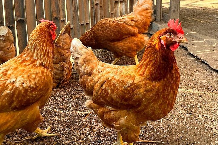 Learn authentic Thai cooking and visit an organic farm in Koh Samui, photo 27 | wizardtrip
