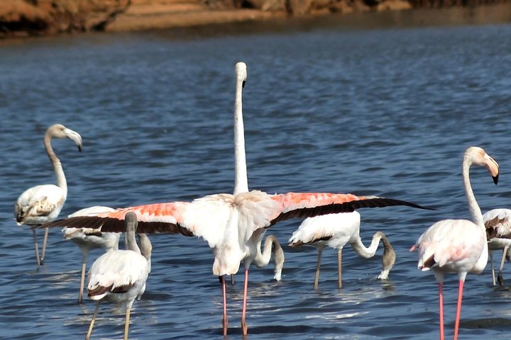 Bådtur gennem Ria Formosa Naturpark, besøg på øerne Deserta og Farol fra Faro, Portugal, foto 27 | wizardtrip