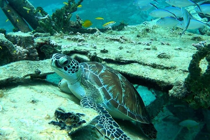 Luxury catamaran sailing trip in Sint Maarten with snorkeling and onboard lunch, photo 11 | wizardtrip