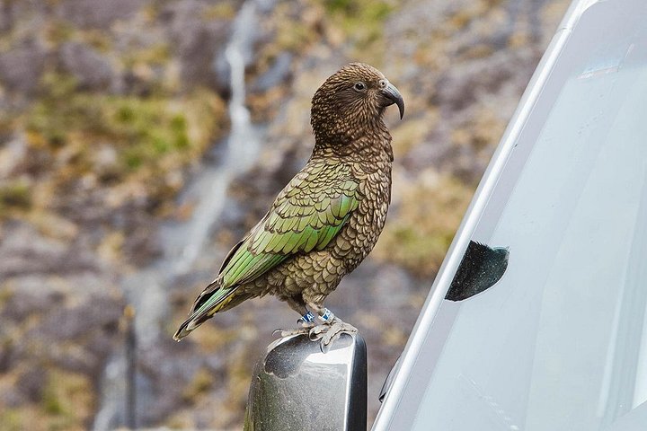Tour met kleine groepen naar Milford Sound vanuit Queenstown met schilderachtige cruise en lunch, foto 9 | wizardtrip
