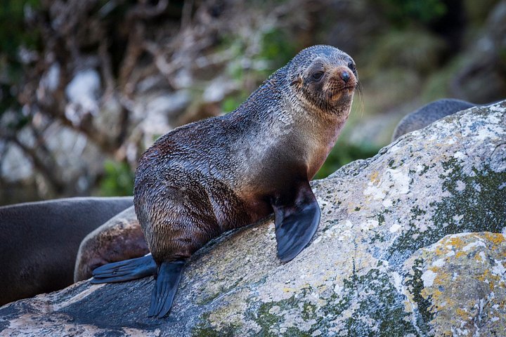 Tour met kleine groepen naar Milford Sound vanuit Queenstown met schilderachtige cruise en lunch, foto 17 | wizardtrip